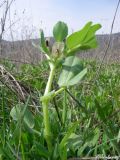 Vicia narbonensis. Цветущее растение. Крым, Байдарская долина, окр. с. Орлиное. 23.04.2010.