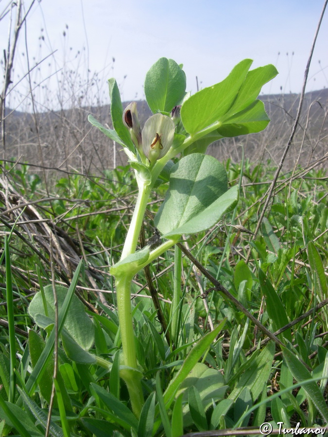 Изображение особи Vicia narbonensis.