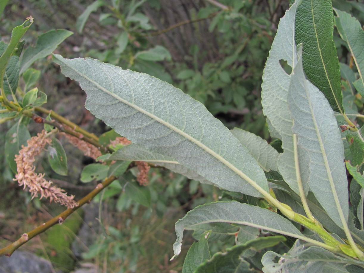 Image of genus Salix specimen.