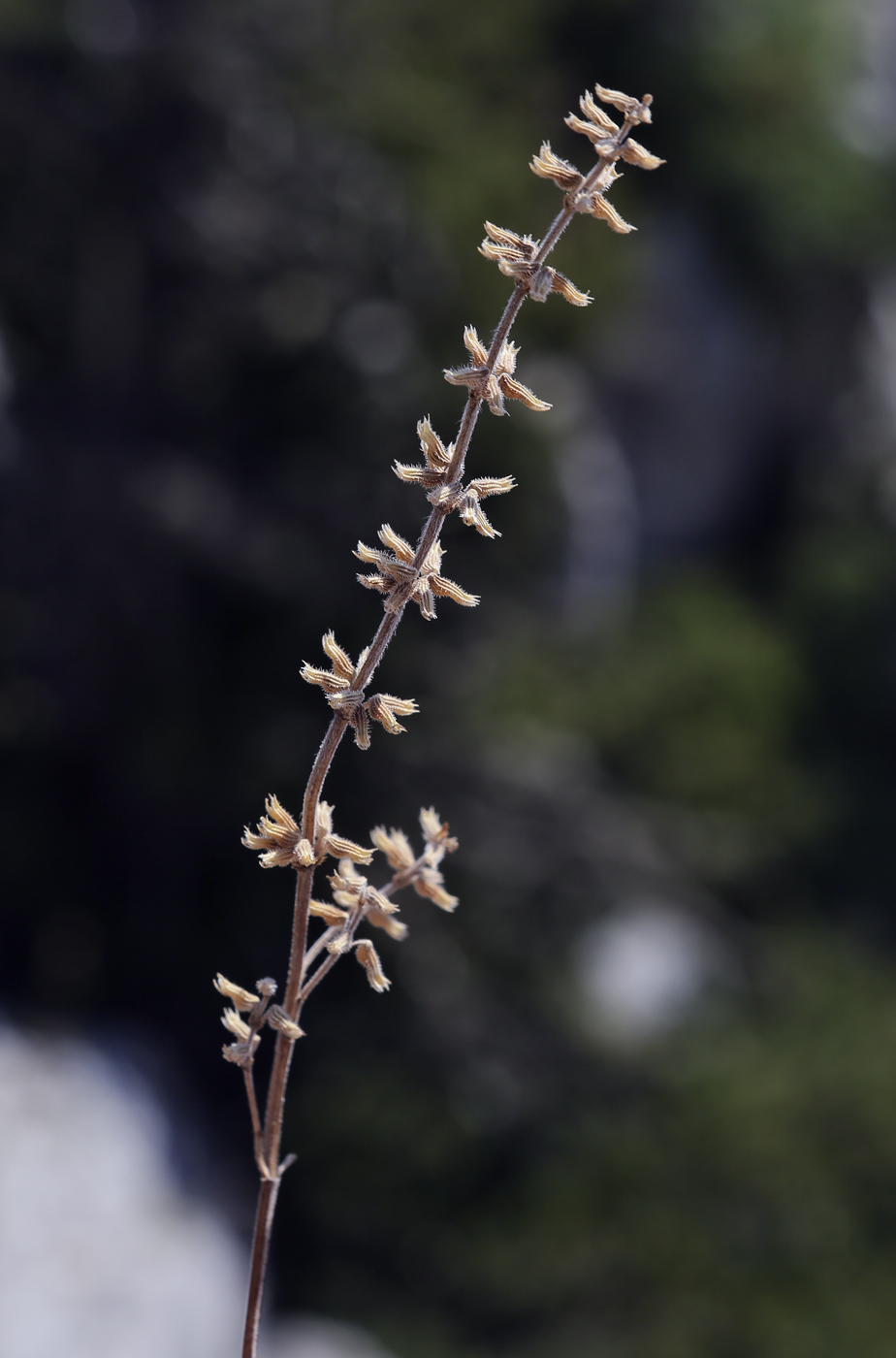 Изображение особи Ziziphora villosa.