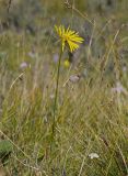 Doronicum turkestanicum
