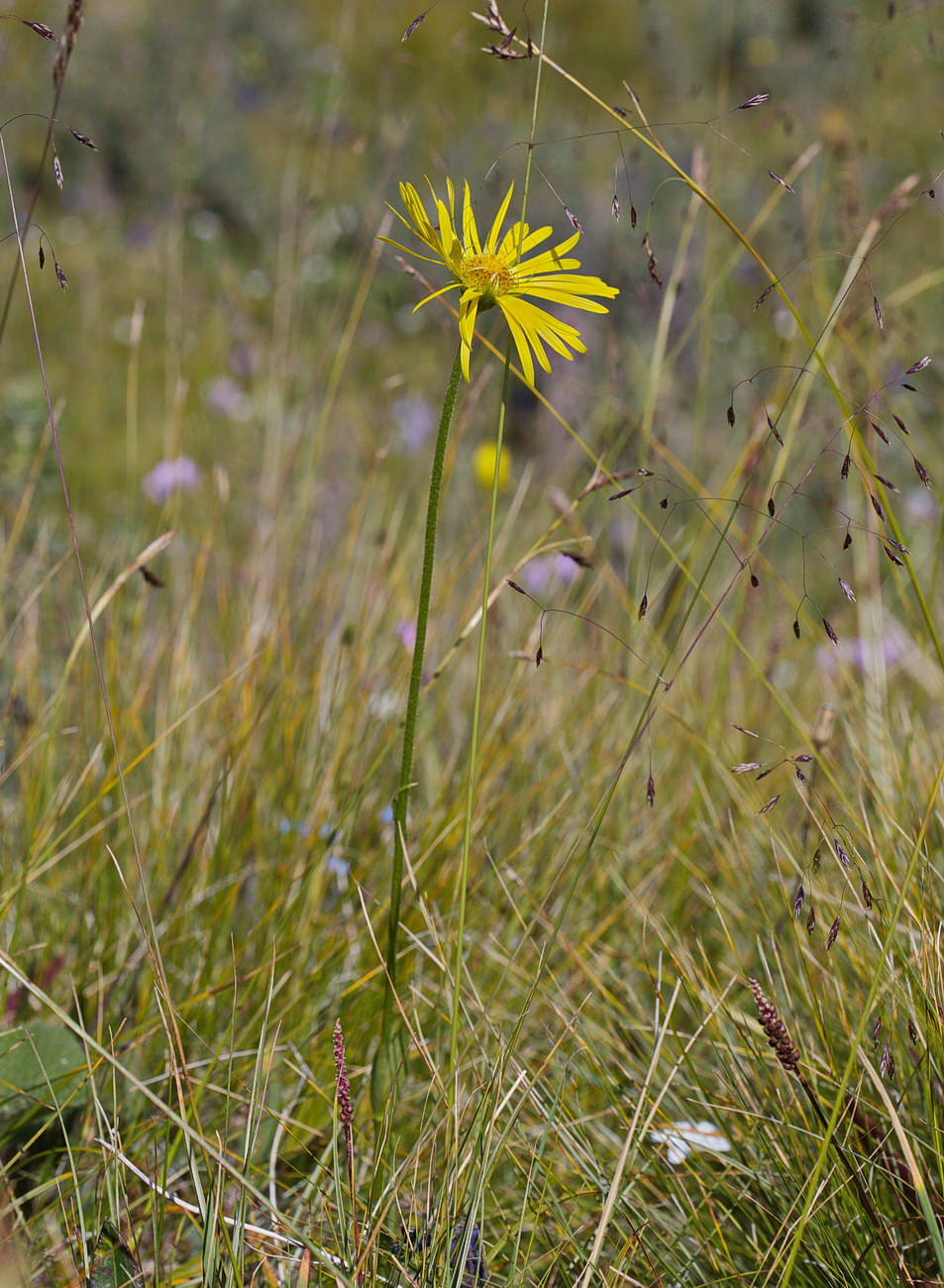 Изображение особи Doronicum turkestanicum.