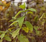 Mentha spicata. Верхушка побега. Пермь, Кировский р-н, садовый участок, в культуре. 16 октября 2017 г.