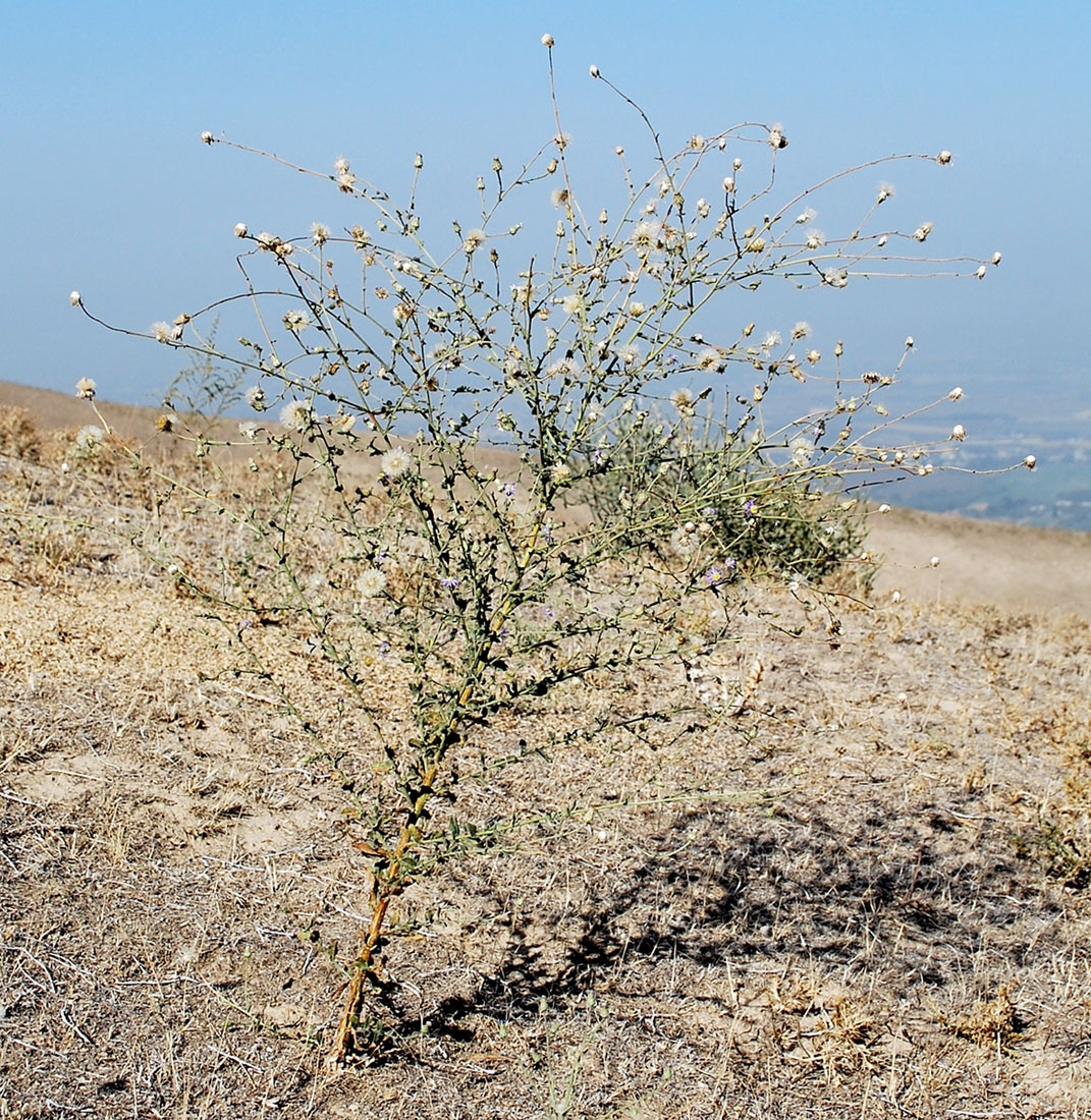 Изображение особи Lachnophyllum gossypinum.