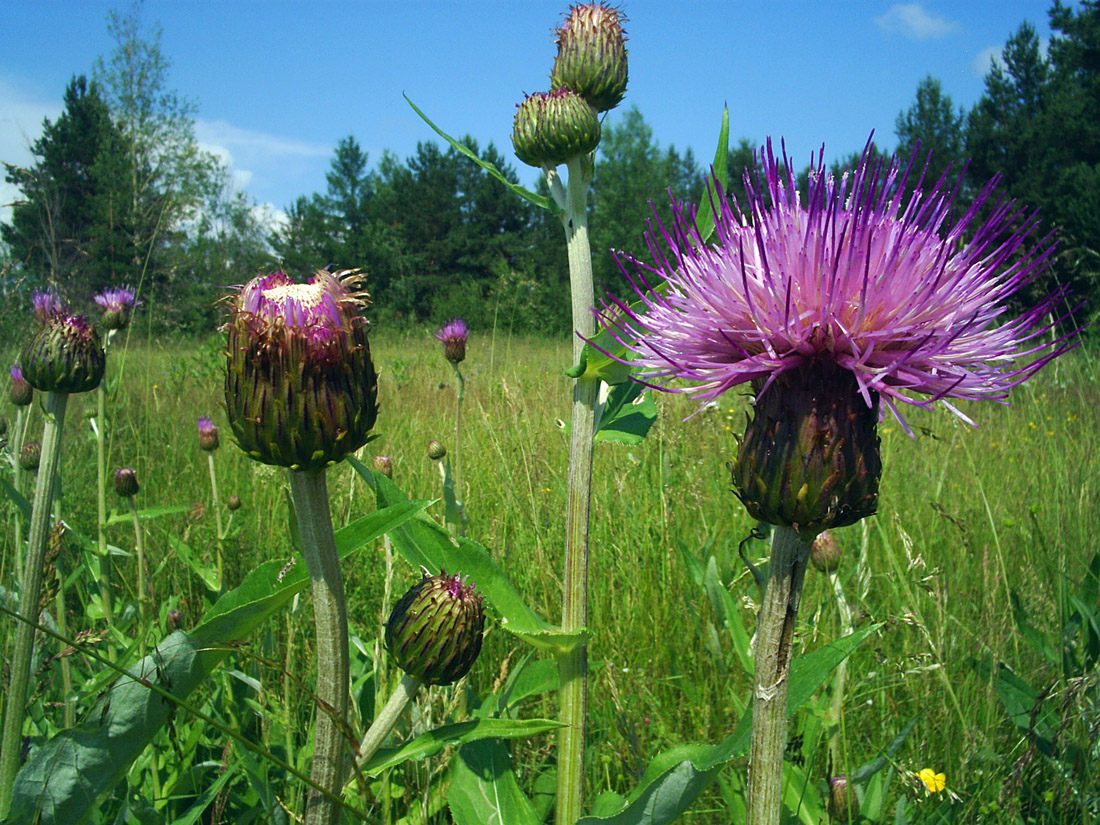 Изображение особи Cirsium heterophyllum.