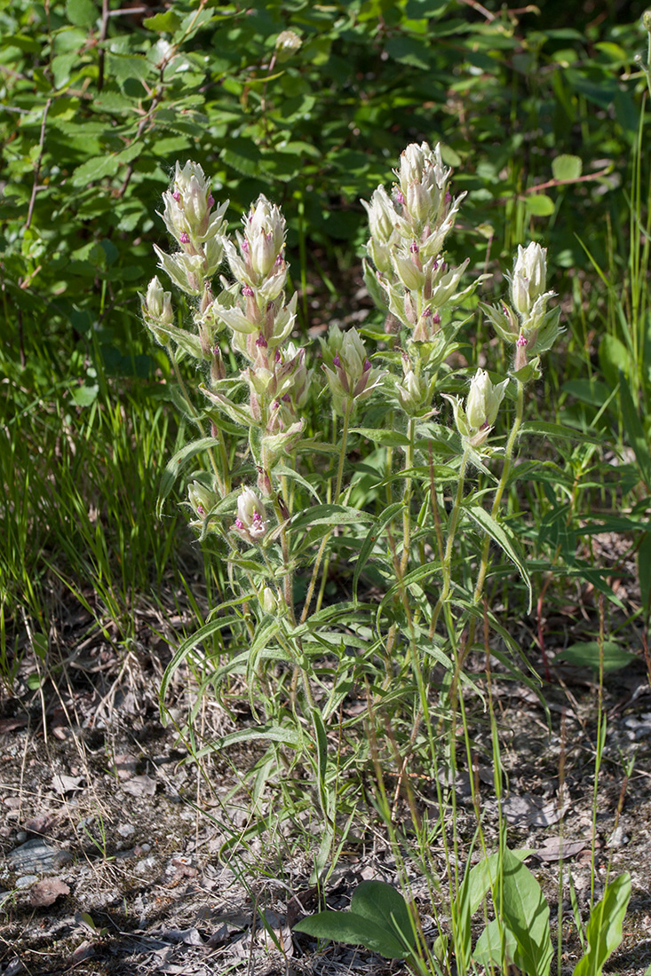 Image of Castilleja lapponica specimen.