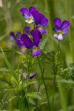 Viola tricolor