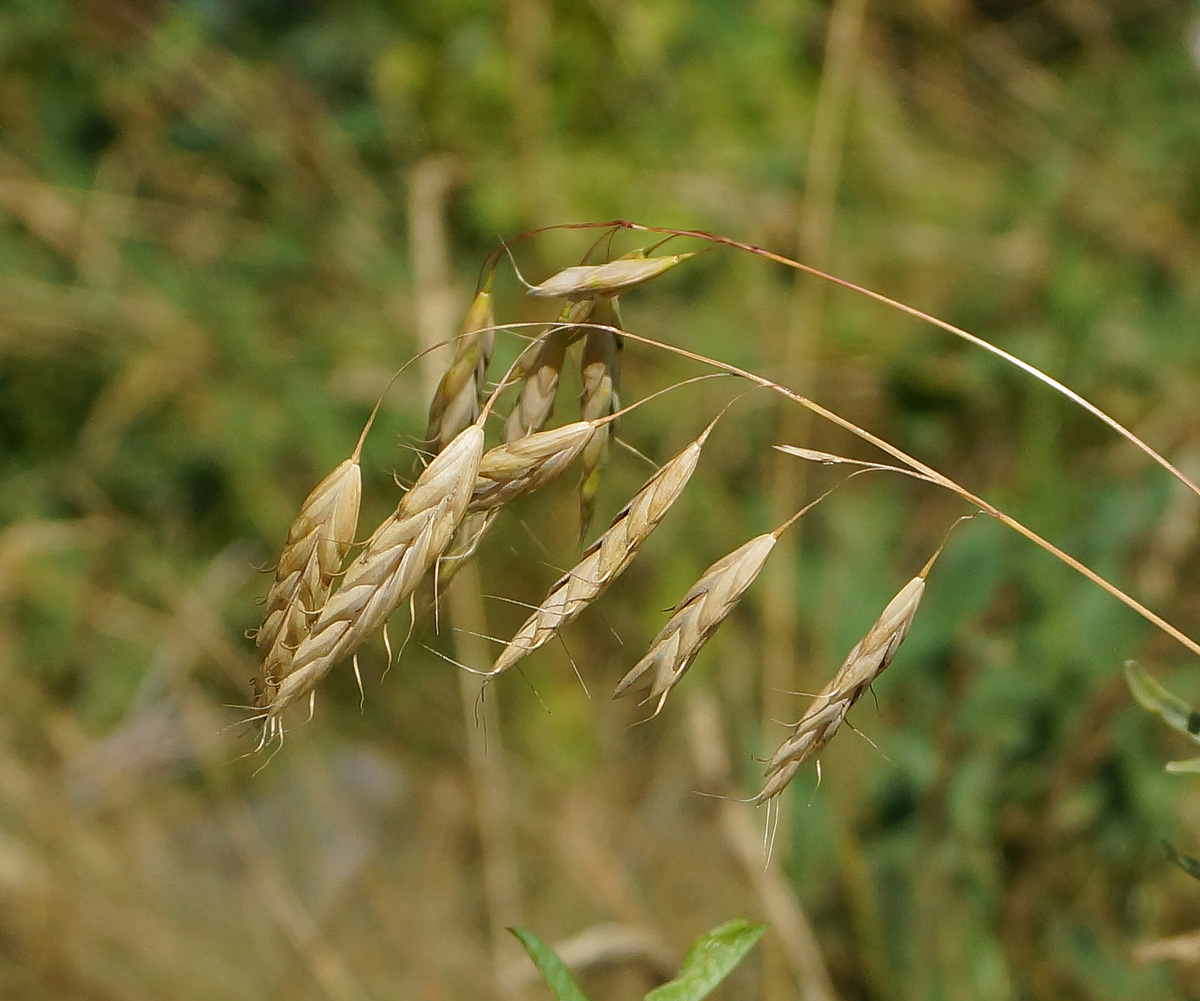 Изображение особи род Bromus.