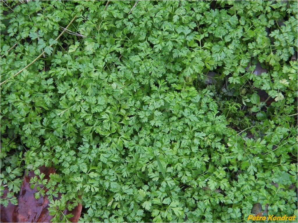 Image of familia Apiaceae specimen.