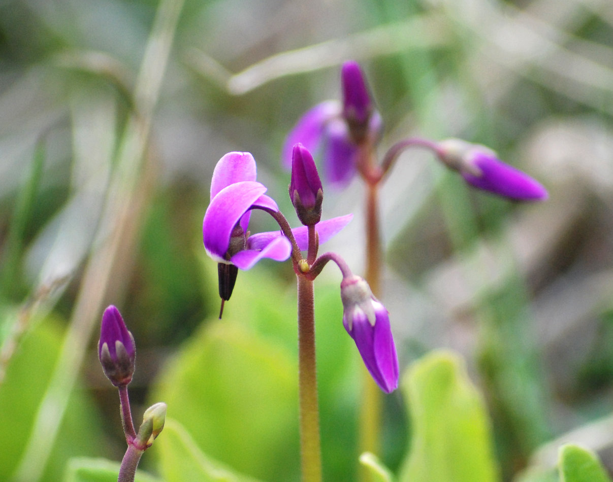 Изображение особи Dodecatheon frigidum.