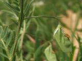 Image of taxon representative. Author is Сергей Свирин