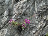 Dianthus versicolor. Цветущее растение. Иркутская обл., Иркутский р-н, пос. Листвянка, береговой скальник. 27.07.2017.