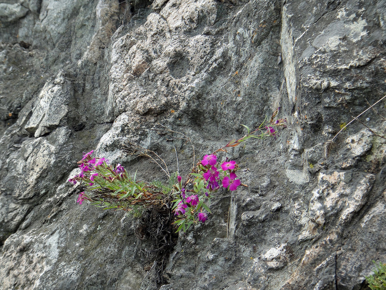 Изображение особи Dianthus versicolor.