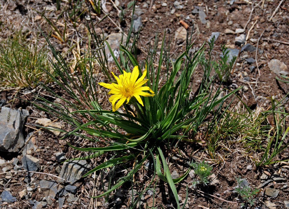 Изображение особи Scorzonera radiata.