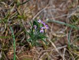 Dontostemon perennis. Цветущее растение. Монголия, аймак Уверхангай, долина р. Орхон, ≈ 1500 м н.у.м., сухой склон. 03.06.2017.