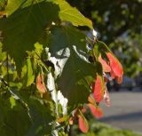 Acer tataricum