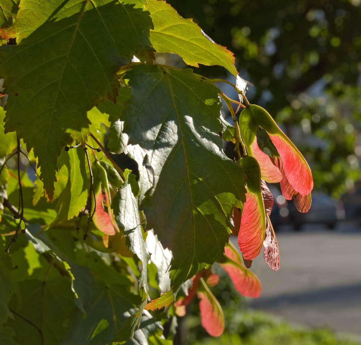 Изображение особи Acer tataricum.