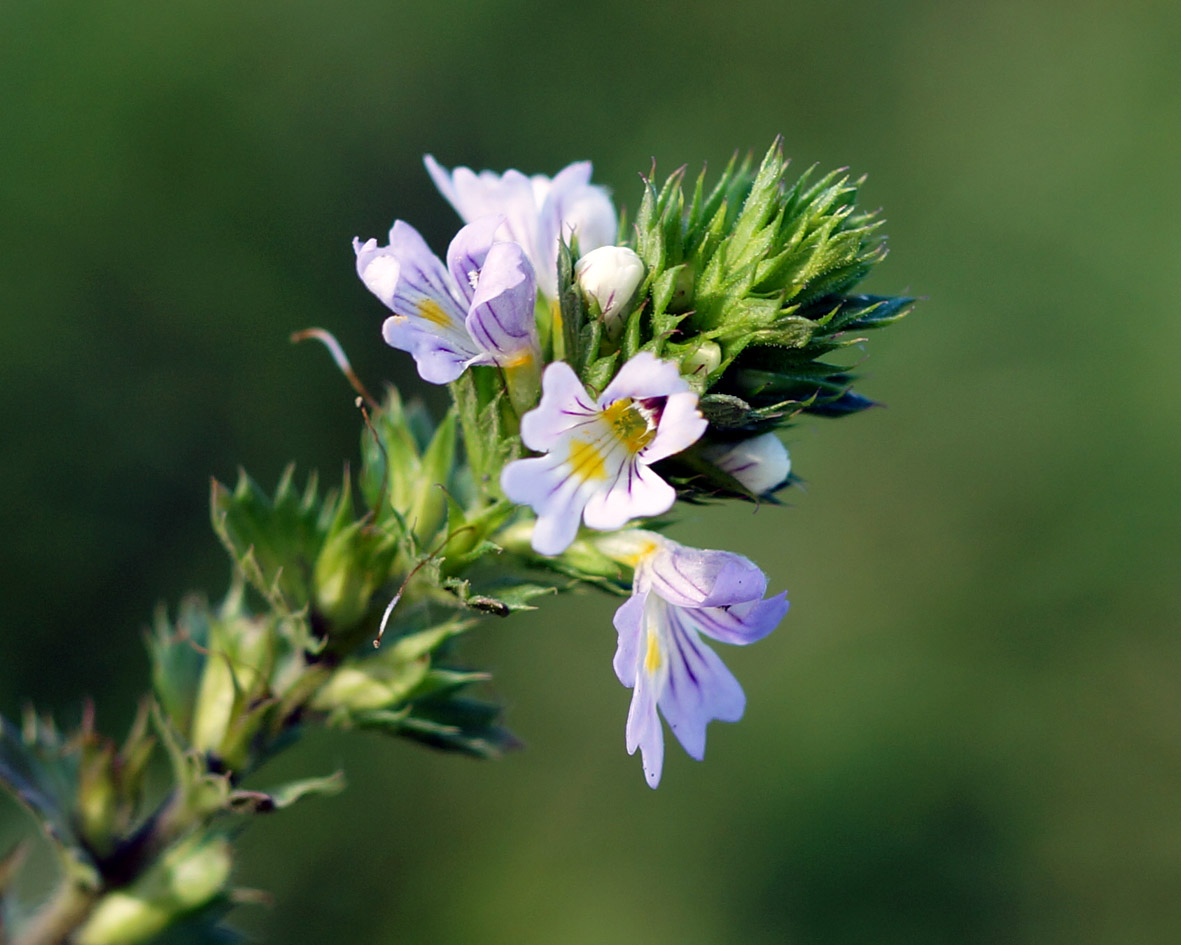 Image of genus Euphrasia specimen.