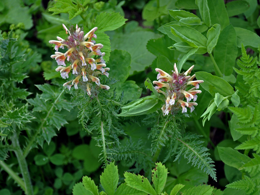 Изображение особи Pedicularis condensata.