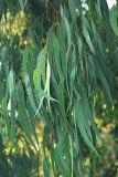 genus Eucalyptus