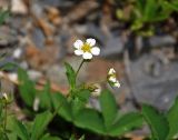 Potentilla elatior. Верхушка побега с цветками и бутоном. Абхазия, Рицинский реликтовый национальный парк, долина р. Аджарра, ≈ 2000 м н.у.м., каменистый склон. 12.07.2017.