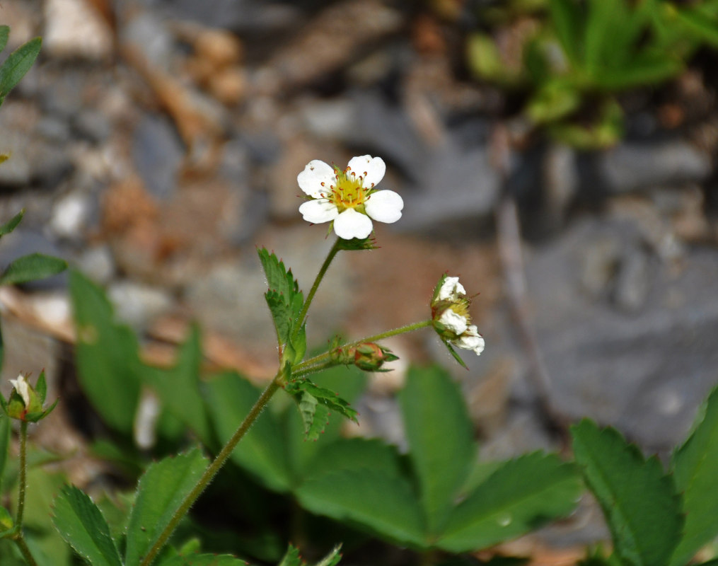 Изображение особи Potentilla elatior.