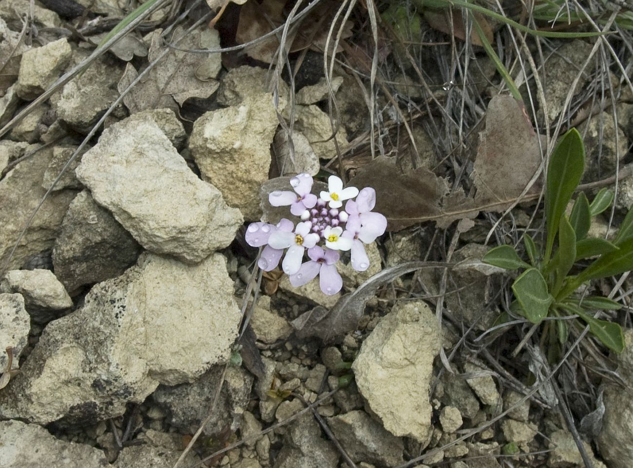 Image of Iberis simplex specimen.