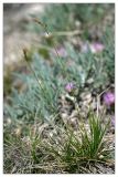 Carex pediformis