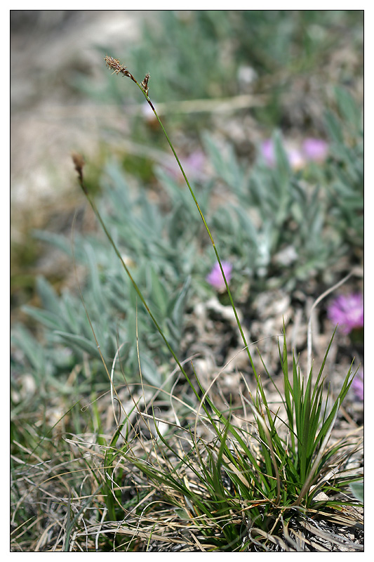 Изображение особи Carex pediformis.