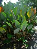 Calathea lutea. Взрослое растение. Малайзия, о-в Калимантан, г. Кучинг, в культуре. 12.05.2017.