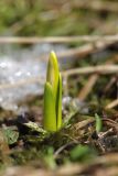 Leucojum vernum