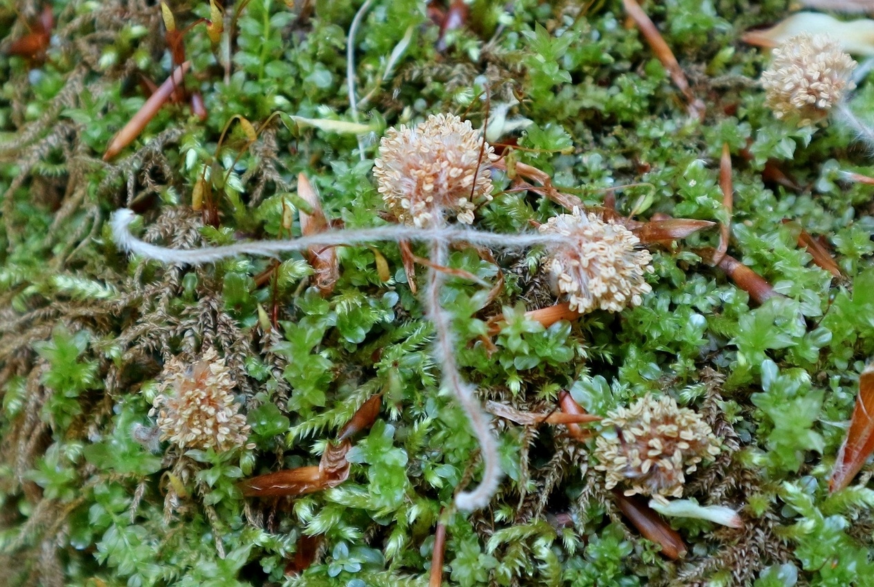 Image of Fagus orientalis specimen.