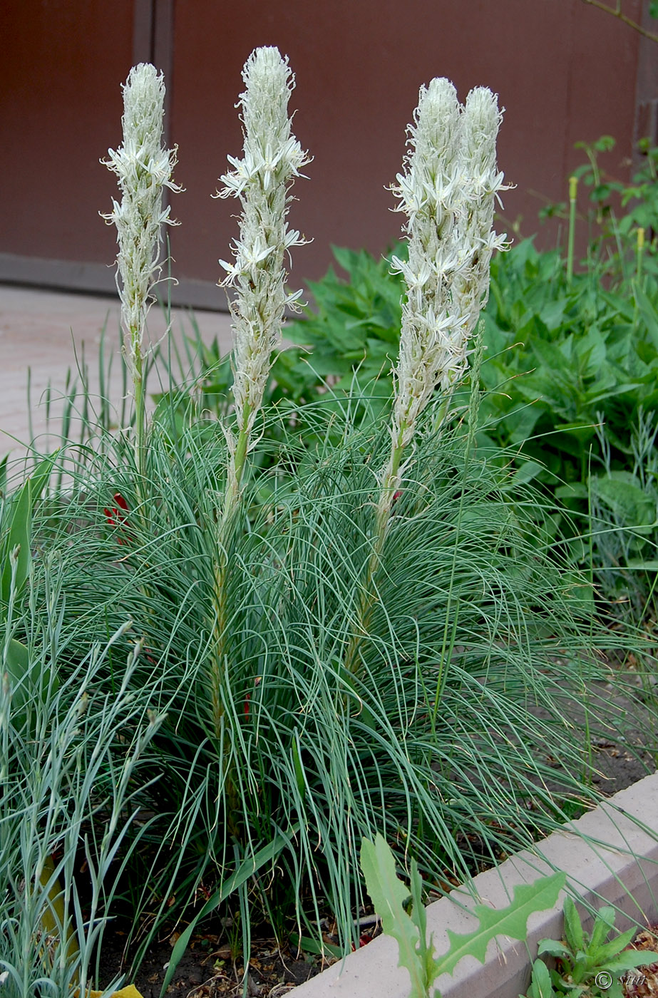 Изображение особи Asphodeline taurica.