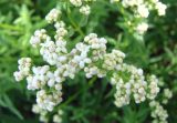 Galium boreale. Соцветие. Якутия, Мирнинский р-н, окр. пос. Светлый. 25.06.2009.