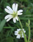 Cerastium arvense