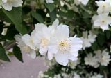 род Philadelphus. Цветки. Краснодарский край, г. Тихорецк, в культуре. 24.05.2018.