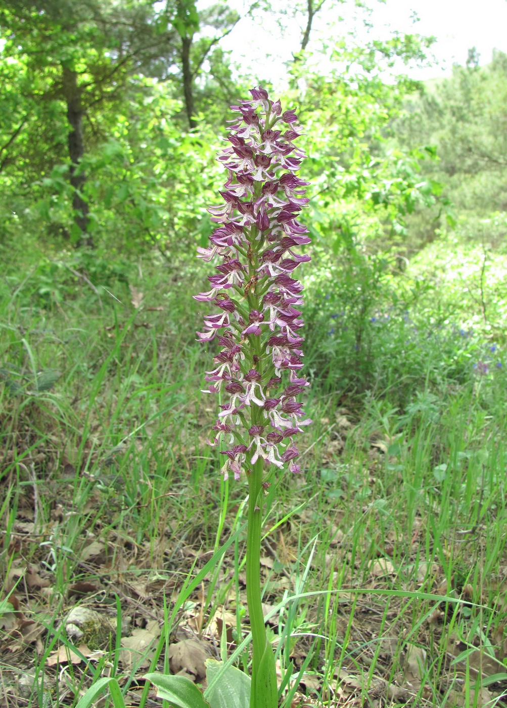 Image of Orchis purpurea ssp. caucasica specimen.