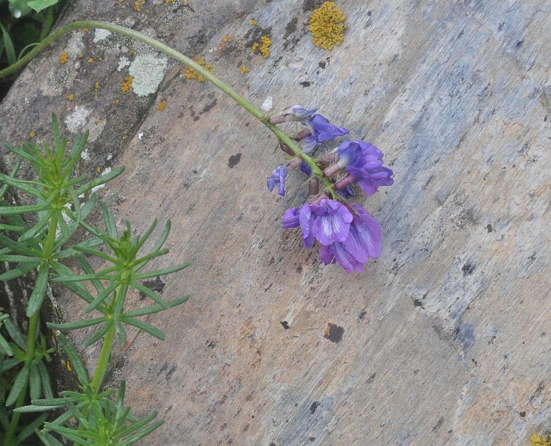 Image of Oxytropis albana specimen.