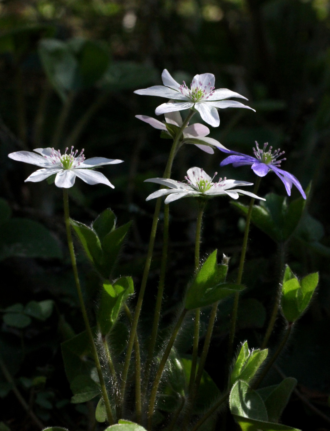 Image of Hepatica nobilis specimen.