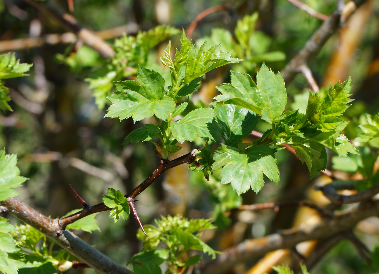 Изображение особи Crataegus chlorocarpa.