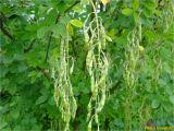Laburnum anagyroides. Часть ветви с соплодиями с незрелыми плодами. Украина, Ивано-Франковская обл., Долинский р-н, окр. г. Долина, обочина дороги. 17.06.2018.