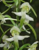 Platanthera chlorantha. Цветки. Дагестан, Гунибский р-н, 3,5 км к северо-западу от с. Гуниб, территория Горного ботанического сада ДНЦ РАН, сосновый лес. 23 июня 2018 г.