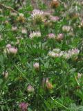 Trifolium echinatum. Цветущие растения. Крым, Севастополь, газон. 8 июля 2015 г.
