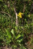 Ligularia calthifolia. Цветущее растение в сухом рододендроновом дубняке. Приморский край, Кавалеровский р-н, бухта Зеркальная. 07.08.2018.