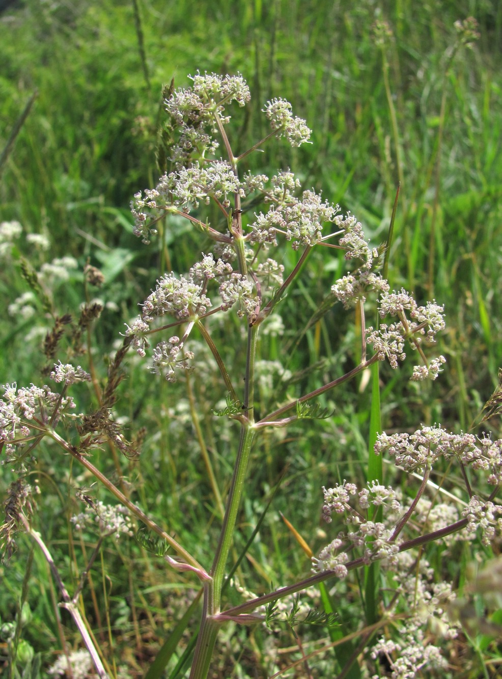 Изображение особи Trinia leiogona.