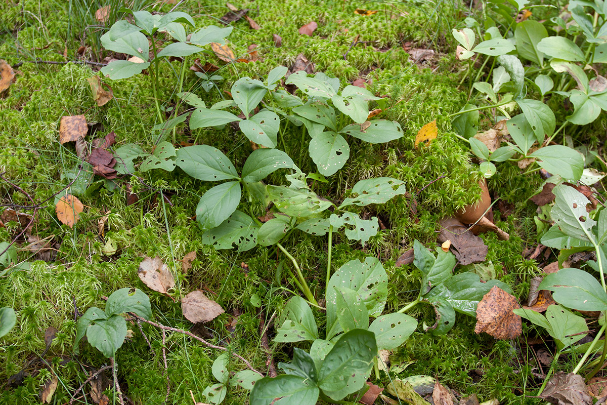 Image of Menyanthes trifoliata specimen.