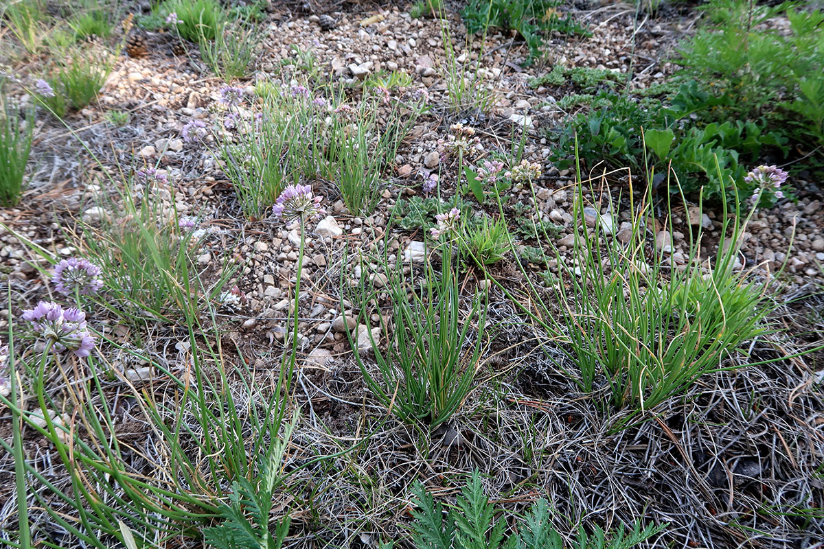 Image of genus Allium specimen.