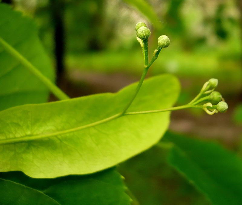 Image of Tilia cordata specimen.