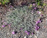 Dianthus repens