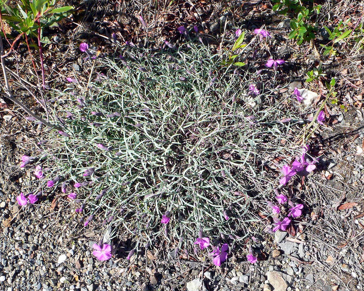 Изображение особи Dianthus repens.